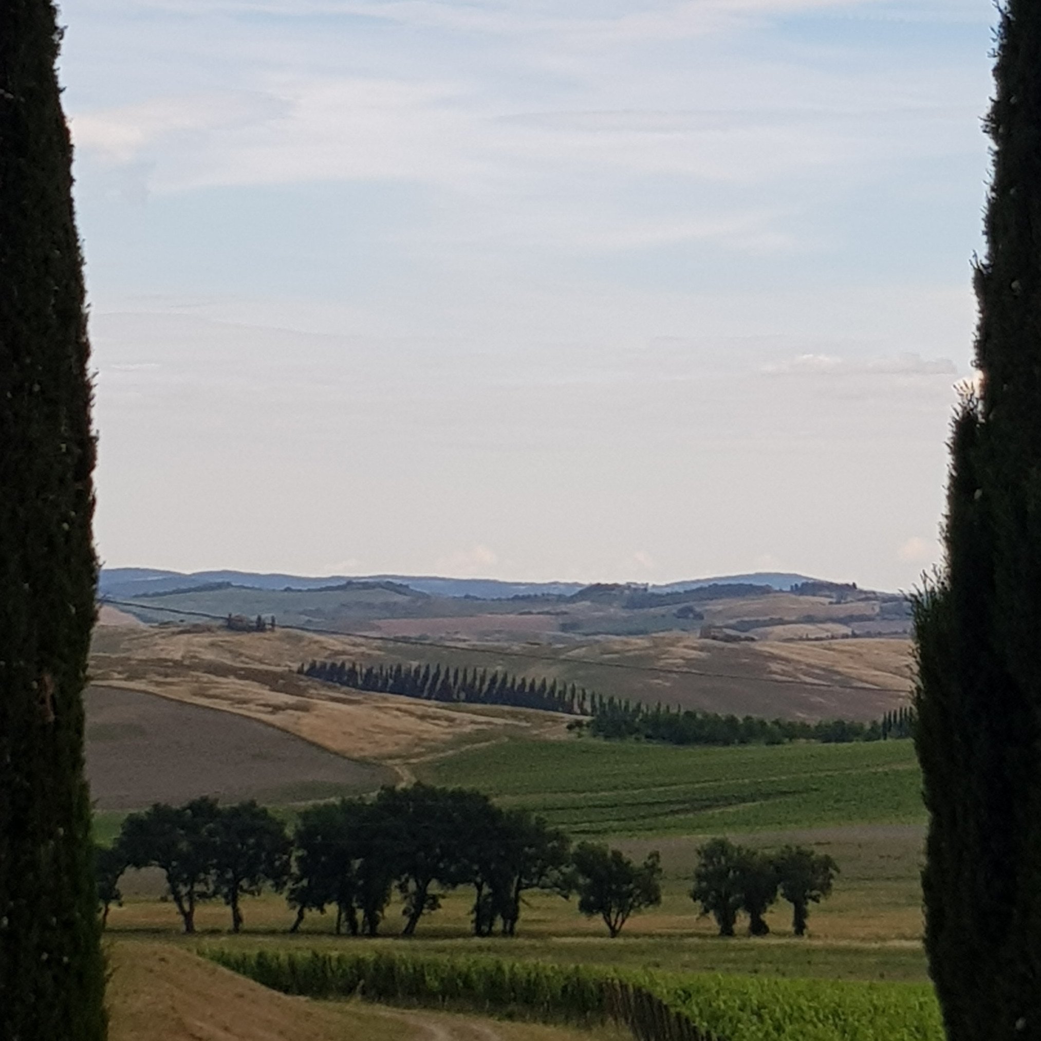 Wein aus Italien online kaufen
